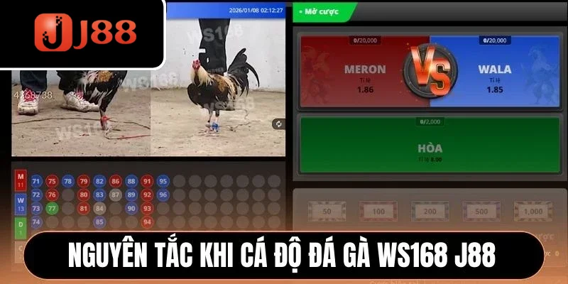 Nguyên tắc khi cá độ đá gà WS168 J88